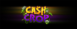 Play Vegas-style slots at Quil Ceda Creek Casino like the exciting Lock it Link - Cash Crop video gaming machine!